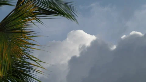 Palm tree leaves swaying in the wind with cloudy sky Stock Footage 340643181
