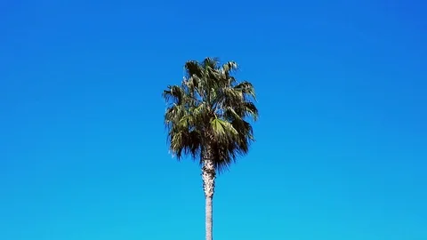 Palm Tree leaves swinging in the wind in front of blue sky. Stock Footage 104029690