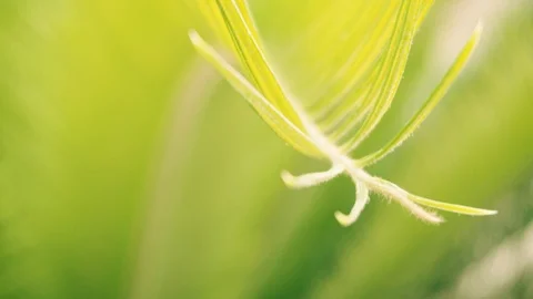 Palm tree leaves tip closeup. Macro closeup 4K. Fresh green leaves Video stock 94449301