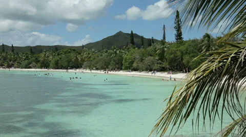 Palm tree leaves, tropical beach, isle of pines, new caledonia Stock Footage 36737237