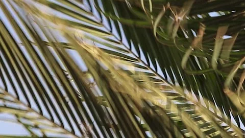 Palm Tree The Leaves of Tropical Coconut Palms Sway in the Light Breeze.  Stock-Footage 250396579