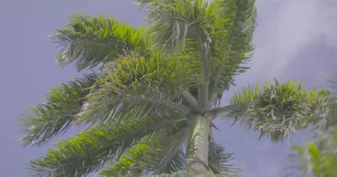 Palm tree leaves waving in wind Stock Footage 61085499