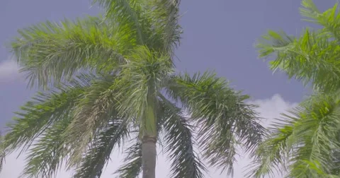 Palm tree leaves waving in wind Stock Footage 61085508