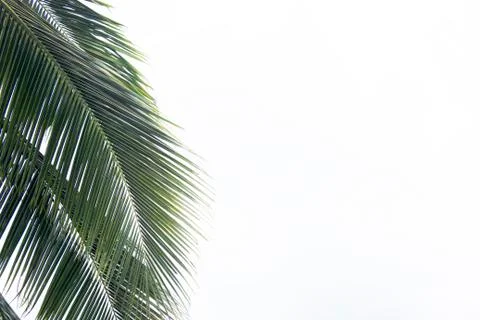 Palm tree leaves on white empty background Stock Photos