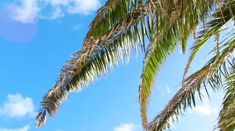 Palm Tree Leaves Wind Blue Sky Stock Footage 45348246