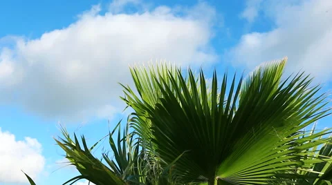 Palm Tree Leaves Wind Blue Sky close Stock Footage 45348284