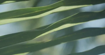 Palm tree leaves in wind Stock Footage 86105758