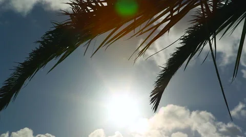Palm Tree Leaves Wind Sun Silhouette close Stock Footage 45349079