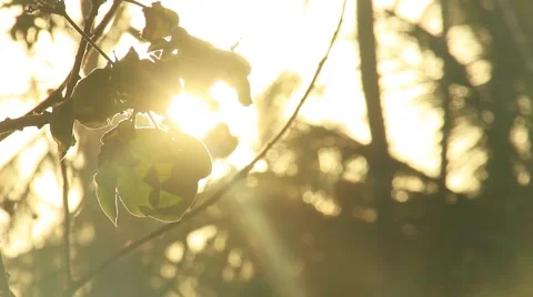 Palm tree leavs in forest sun light leaks Stock Footage 49103033