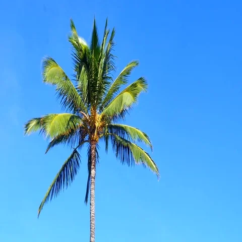 Palm Tree left of frame with Blue Sky Stock Footage 69463309