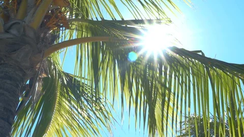 Palm Tree With Lens Flare 2 Видео 129624135