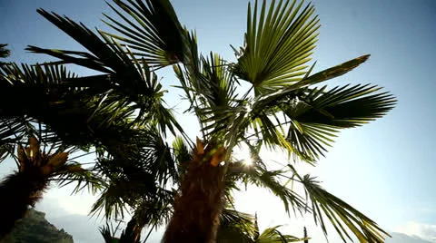Palm tree with lens flare Stock Footage 24581431