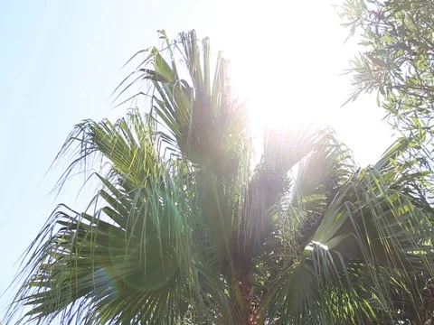 Palm tree with lens flare Stock Footage 79265486