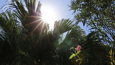Palm tree with lens flare Stock Footage 102458700