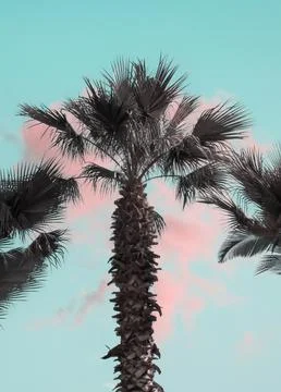 Palm tree on light blue sky with soft pink clouds, vintage retro print. Stock Photos
