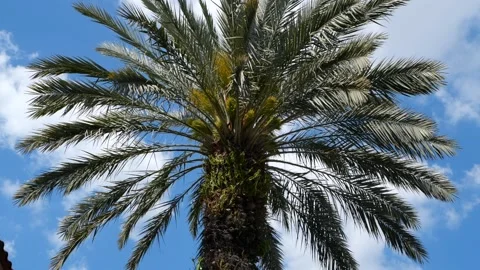 Palm Tree in light breeze Stock Footage 155815879