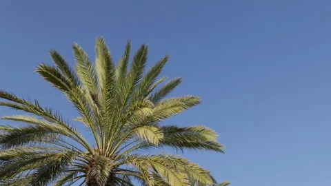 Palm tree in light breeze to the left of frame with full blue sky to the right Stock Footage 304957641