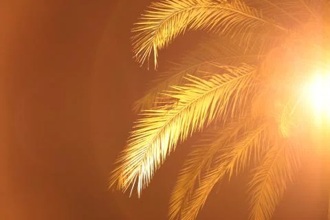Palm tree light Stock Photos