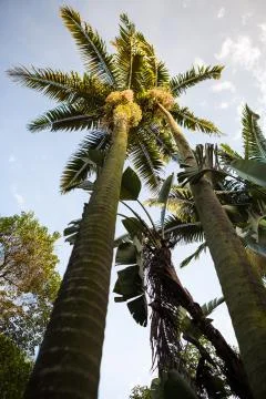 Palm tree with the light of sunset in its canopy Stockfoto's