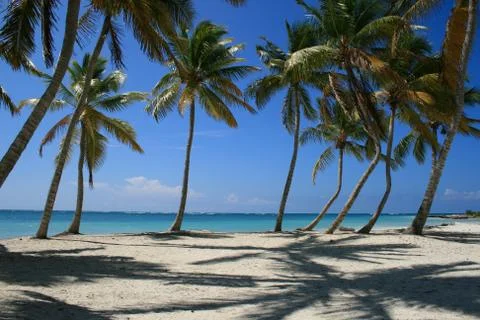 Palm Tree lined beach in Cap Cana Dominican Republic	 Stock-Fotos