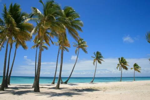 Palm Tree lined beach in Punta Cana Dominican Republic Stock Photos
