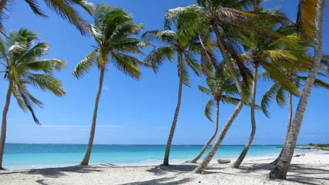 Palm Tree lined beach in Punta Cana, Dominican Republic Stock Photos