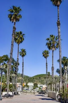 Palm tree lined path leading into downtown Ventura Stock Photos