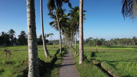 Palm tree lined path through Bali rice fields, camera move forward Stock Footage 306114437