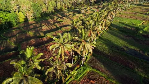 Palm Tree Lined Pathway Through Tropical Rice Fields in Indonesia and Early 库存影片 329465590