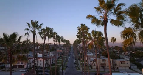 Palm Tree Lined Residential Streets Drone Neighbourhood Heights Los Angeles Video stock 171835455