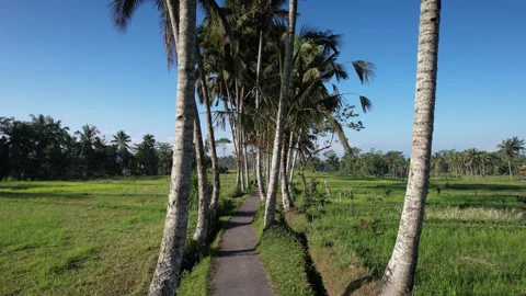 Palm tree lined rice trekking path lies through harvested paddies Stock Footage 306114345