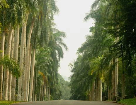 Palm Tree Lined Road Stock Photos