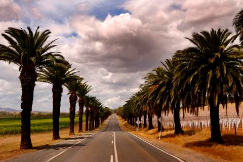 A palm tree lined road Stock-Fotos