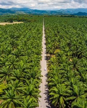 Palm Tree Lined Road Stock Photos