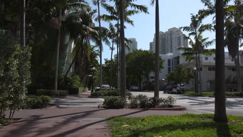 Palm Tree Lined Sidewalk in Tropical City Stock Footage 342562755
