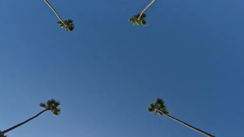 Palm Tree Lined Street Blue Skies 4K Loop Footage Video Stock Footage 219962700