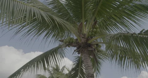 Palm Tree Log Stock Footage 168437652