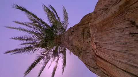 Palm tree look below horizontal video background Stock Footage 195077116
