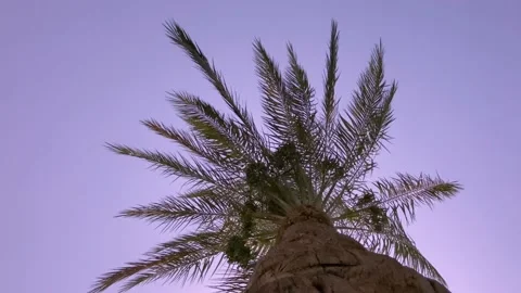 Palm tree look below video background vertical Stock Footage 195077109