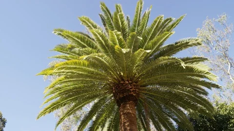 Palm tree looking up blue sky circling RED 4K.R3D slowmo Stock Footage 103550420