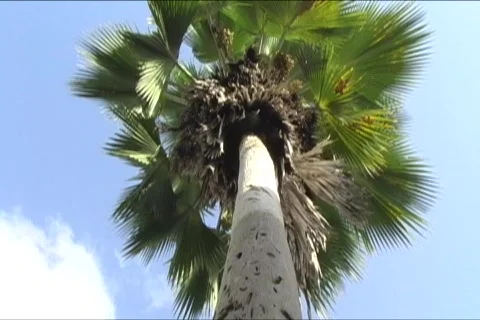Palm tree looking directly up 1 Stock Footage 702682