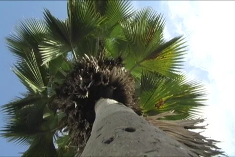 Palm tree looking directly up 2 Stock Footage 702763