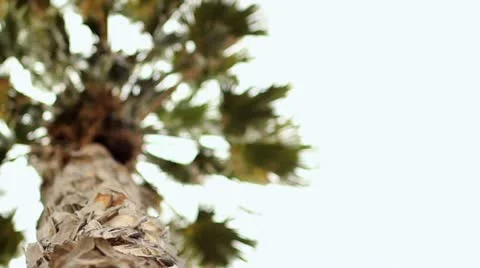 Palm Tree Looking Up Stock Footage 10910523