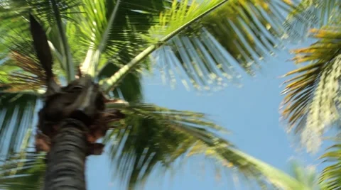 Palm tree looking up Stock Footage 40976296