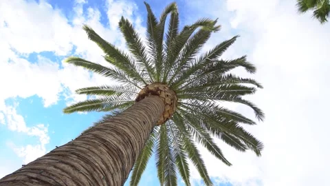 Palm tree looking up, gimbal. Taken on a sunny day Los Angeles, California, USA Stock Footage 270918095