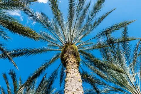 Palm tree looking up Stock Photos
