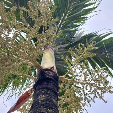 Palm tree looking straight from below Stock Photos