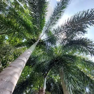 Palm tree looking straight from below Stock Photos