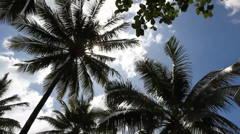 Palm tree, looking up into sun 스톡 동영상 34426499