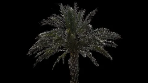 Palm Tree Loop with alpha 02 Stockbeeldmateriaal 113603165